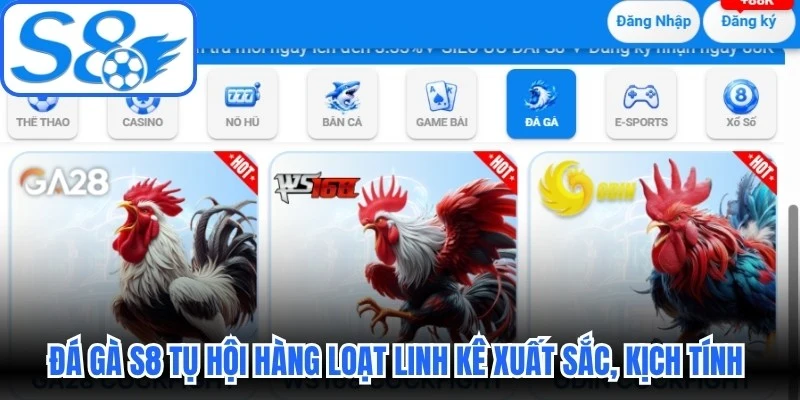 Đá gà S8 tụ hội hàng loạt linh kê xuất sắc, kịch tính từng phút giây Đá gà S8 tụ hội hàng loạt linh kê xuất sắc, kịch tính từng phút giây